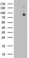 F-Box And WD Repeat Domain Containing 7 antibody, LS-C789686, Lifespan Biosciences, Western Blot image 