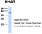 Hedgehog Acyltransferase antibody, TA342360, Origene, Western Blot image 