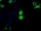 Basigin (Ok Blood Group) antibody, GTX84798, GeneTex, Immunocytochemistry image 