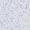 Serpinb1 antibody, HPA018871, Atlas Antibodies, Immunohistochemistry frozen image 