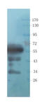 Serpin Family F Member 1 antibody, orb372324, Biorbyt, Western Blot image 