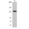 Adhesion G Protein-Coupled Receptor G6 antibody, LS-C383207, Lifespan Biosciences, Western Blot image 