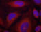 Synaptotagmin 1 antibody, STJ22428, St John