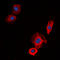 EGFR antibody, LS-B16092, Lifespan Biosciences, Immunofluorescence image 