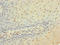 CD53 Molecule antibody, LS-C675490, Lifespan Biosciences, Immunohistochemistry paraffin image 