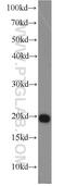 Histone chaperone ASF1B antibody, 22258-1-AP, Proteintech Group, Western Blot image 