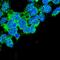 ATPase Na+/K+ Transporting Subunit Beta 2 antibody, orb374297, Biorbyt, Immunofluorescence image 