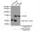 GRB2 Associated Binding Protein 3 antibody, 20089-1-AP, Proteintech Group, Immunoprecipitation image 