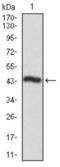 Casein Kinase 2 Alpha 1 antibody, abx010491, Abbexa, Western Blot image 