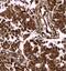 Drebrin-like protein antibody, FNab02257, FineTest, Immunohistochemistry frozen image 