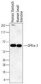 GDNF Family Receptor Alpha 3 antibody, MAB6701, R&D Systems, Western Blot image 