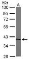 Transaldolase 1 antibody, GTX102076, GeneTex, Western Blot image 