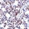 B Cell Receptor Associated Protein 31 antibody, ab37120, Abcam, Immunohistochemistry paraffin image 