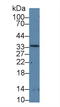 Ribonuclease P/MRP Subunit P40 antibody, LS-C296277, Lifespan Biosciences, Western Blot image 