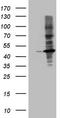 Mechanistic Target Of Rapamycin Kinase antibody, CF806066, Origene, Western Blot image 