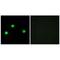 Inositol Hexakisphosphate Kinase 2 antibody, PA5-49891, Invitrogen Antibodies, Immunofluorescence image 