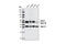 BCL2 Associated Athanogene 1 antibody, 3920S, Cell Signaling Technology, Western Blot image 