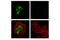 Activating Transcription Factor 3 antibody, 18665S, Cell Signaling Technology, Immunocytochemistry image 