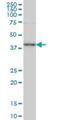 Transcription Factor AP-4 antibody, H00007023-M03, Novus Biologicals, Western Blot image 