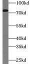 78 kDa glucose-regulated protein antibody, FNab03662, FineTest, Western Blot image 