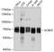 Acyl-CoA Binding Domain Containing 5 antibody, A08689, Boster Biological Technology, Western Blot image 