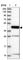 Radial Spoke Head 3 antibody, HPA039109, Atlas Antibodies, Western Blot image 