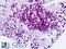 Spi-1 Proto-Oncogene antibody, LS-B9322, Lifespan Biosciences, Immunohistochemistry frozen image 