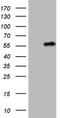 Nucleoporin 43 antibody, LS-C799594, Lifespan Biosciences, Western Blot image 