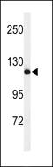 NEDD4 E3 Ubiquitin Protein Ligase antibody, MBS9204431, MyBioSource, Western Blot image 