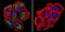 Putative endoplasmin-like protein antibody, NB300-555, Novus Biologicals, Immunocytochemistry image 