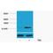H2B6 antibody, LS-C387571, Lifespan Biosciences, Western Blot image 