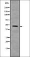 CD48 Molecule antibody, orb335130, Biorbyt, Western Blot image 