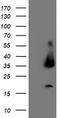 DGU antibody, TA503613AM, Origene, Western Blot image 