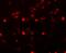 SH3 Domain Containing Ring Finger 2 antibody, A11489, Boster Biological Technology, Immunofluorescence image 