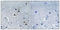 Arrestin Domain Containing 2 antibody, A16304-1, Boster Biological Technology, Immunohistochemistry frozen image 