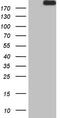 Apolipoprotein B Receptor antibody, TA807088, Origene, Western Blot image 