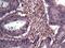 Aldose reductase antibody, GTX113381, GeneTex, Immunohistochemistry paraffin image 