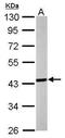 Septin 3 antibody, PA5-31124, Invitrogen Antibodies, Western Blot image 