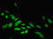 Poly(ADP-Ribose) Polymerase Family Member 3 antibody, LS-C376270, Lifespan Biosciences, Immunofluorescence image 
