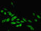 Poly [ADP-ribose] polymerase 3 antibody, LS-C376270, Lifespan Biosciences, Immunofluorescence image 