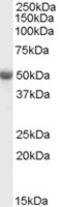 TNF Receptor Associated Factor 2 antibody, MBS421174, MyBioSource, Western Blot image 