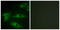 Collagen Type I Alpha 2 Chain antibody, abx013948, Abbexa, Western Blot image 