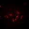 BCL2 Like 14 antibody, orb377948, Biorbyt, Immunofluorescence image 