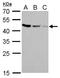 Craniofacial Development Protein 1 antibody, GTX629741, GeneTex, Western Blot image 