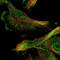 Small Cell Adhesion Glycoprotein antibody, NBP1-81686, Novus Biologicals, Immunofluorescence image 