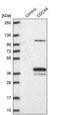 Cell Division Cycle Associated 8 antibody, PA5-55978, Invitrogen Antibodies, Western Blot image 