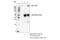 Collagen Type XI Alpha 1 Chain antibody, 96321S, Cell Signaling Technology, Immunoprecipitation image 