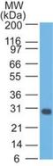 BCL2 Like 1 antibody, NBP2-25240, Novus Biologicals, Western Blot image 