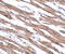 N(Alpha)-Acetyltransferase 35, NatC Auxiliary Subunit antibody, 5271, ProSci Inc, Immunohistochemistry frozen image 