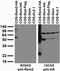 RRAD And GEM Like GTPase 2 antibody, 73-286, Antibodies Incorporated, Western Blot image 